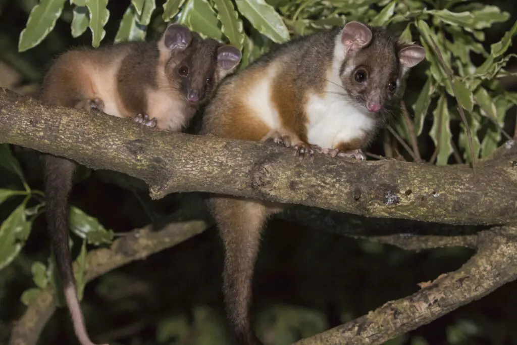 two possums on top of a tree branch during night 