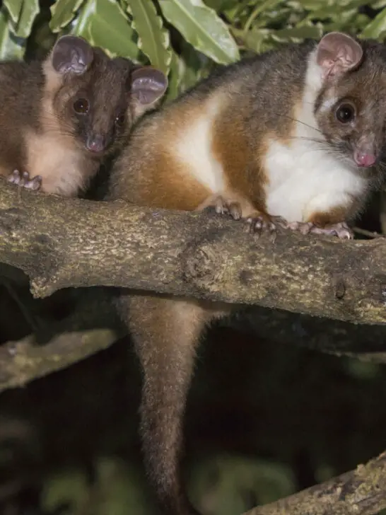 two possums on top of a tree branch during night