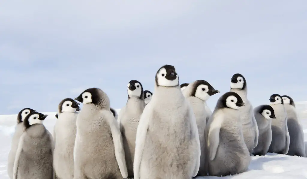 A nursery group of baby penguin huddled together, looking around
