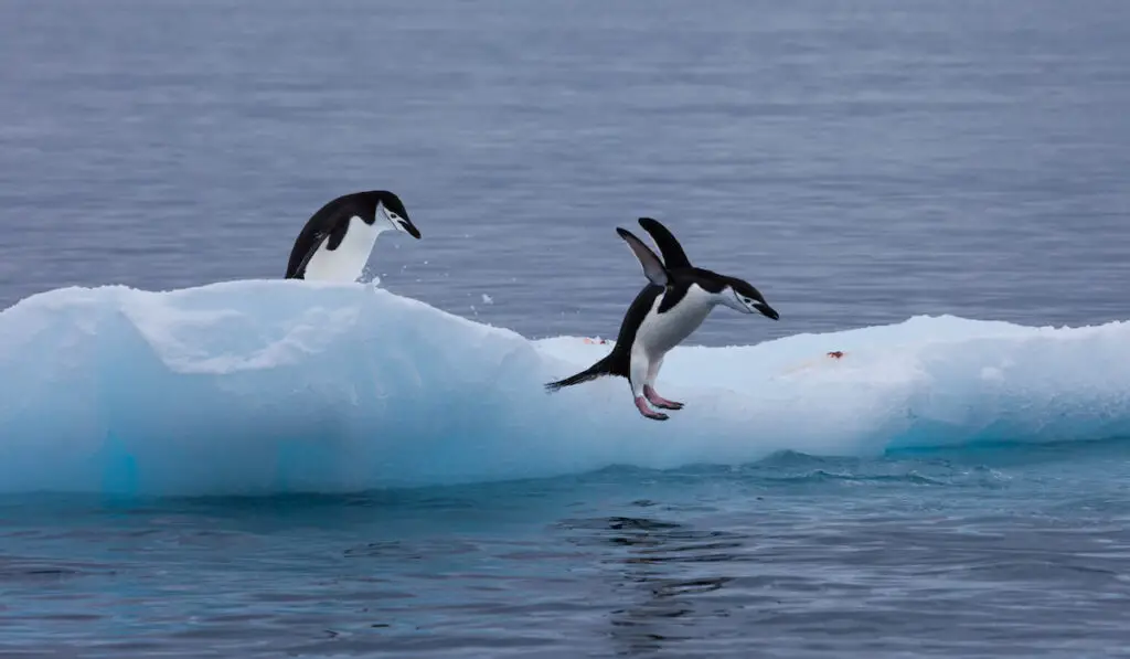 Diving Gentoo penguins on an iceberg