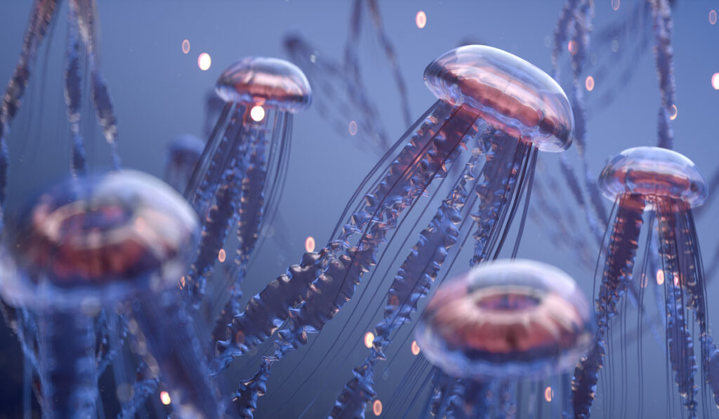 close up photo of jellyfishes under the sea