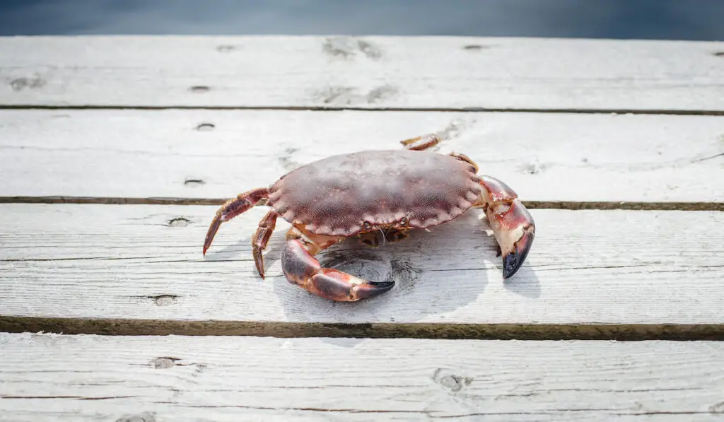 alive crab standing on wooden floor 