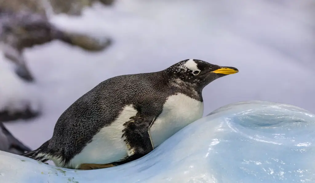 resting penguin in an ice snow 