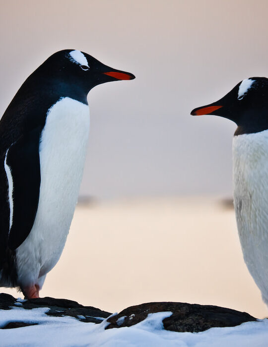 two-penguin-facing-each-other