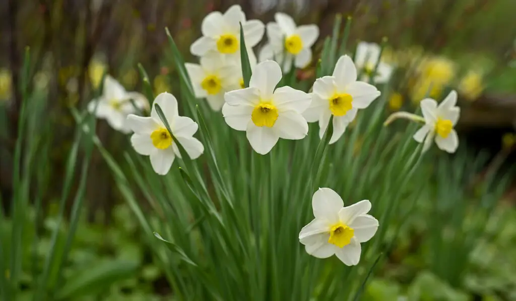 A daffodil bush in the spring garden 