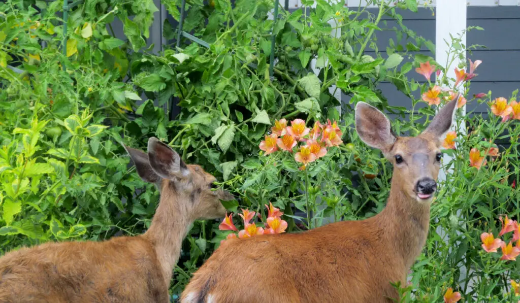 two deer visiting house garden
