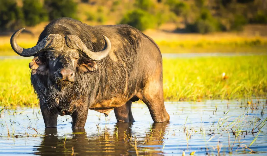 African Buffalo or Cape Buffalo in the wild