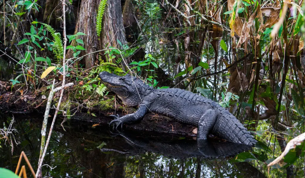 Alligator at Everglades National Park, Florida 
