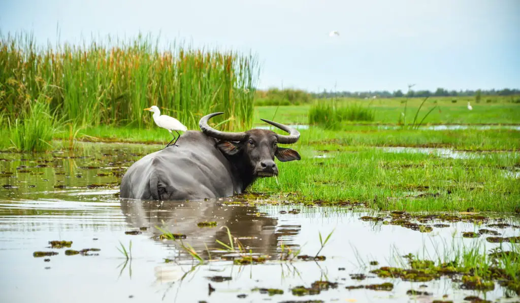 Asian water buffalo enjoy swimming in a mud swamp with a white bird buddy on its back in nature 