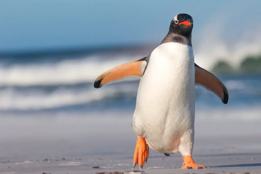Penguin walking on the Beach