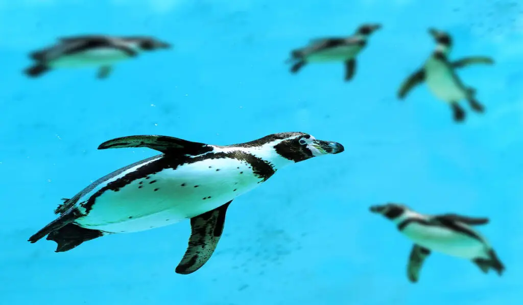 penguins swimming under water 