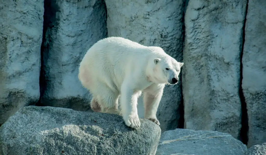 A beautiful polar bear