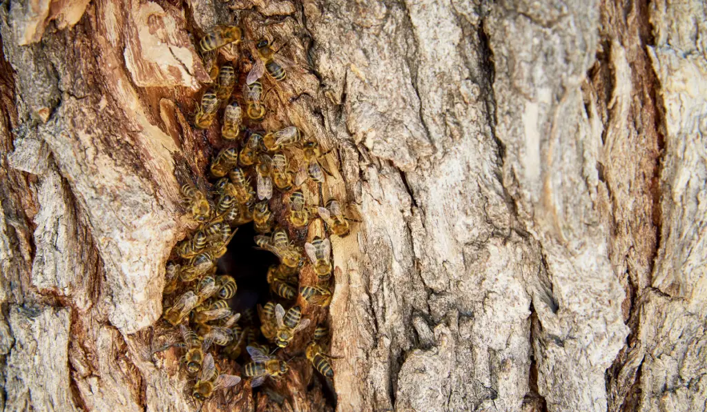 A wild beehive in a tree