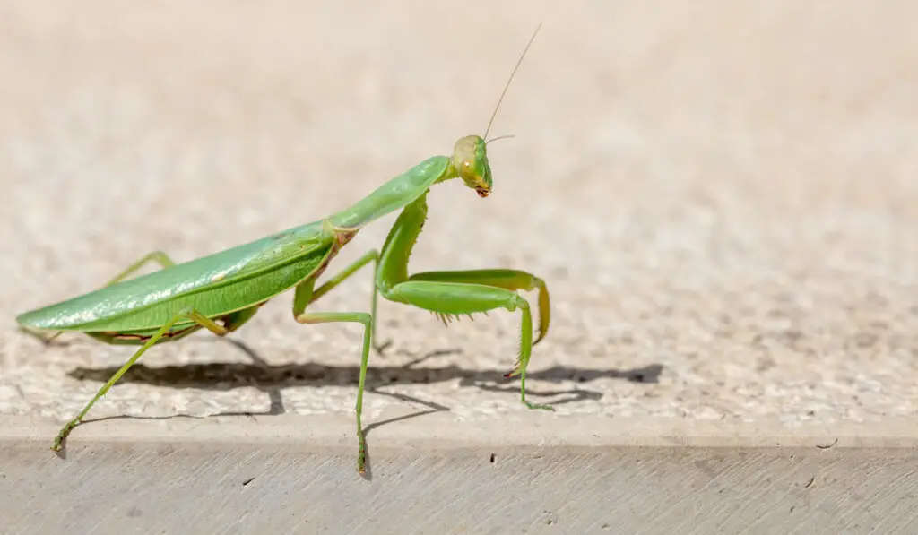 adult male praying mantis
