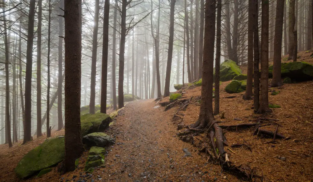 Appalachian Trail North Carolina Outdoors Forest Hiking