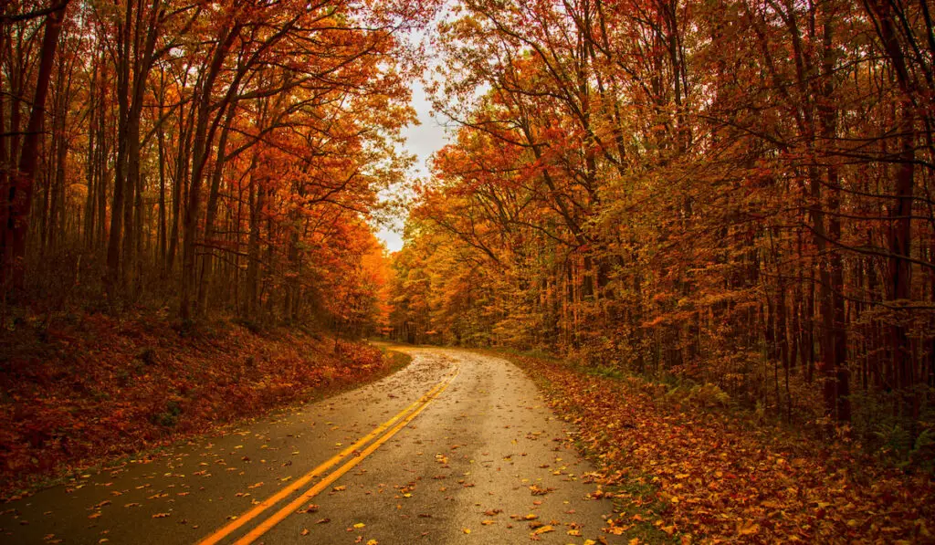 Beautiful fall day drive on Longhouse Scenic Drive in the Allegheny National Forest 