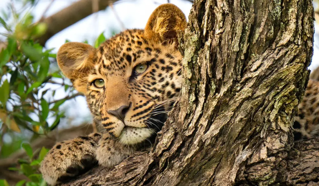 Cheetah resting on tree top