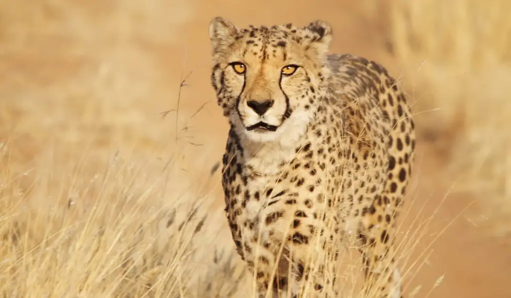 Cheetah walking in the field
