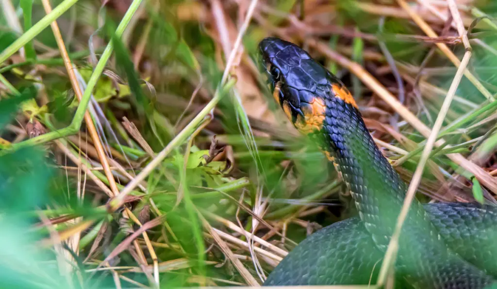 Close-up grass snake or Natrix natrix