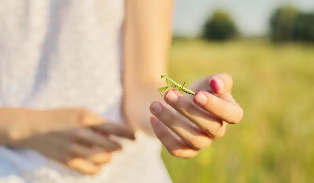 Close-up of green mantis insect in girl's hand 