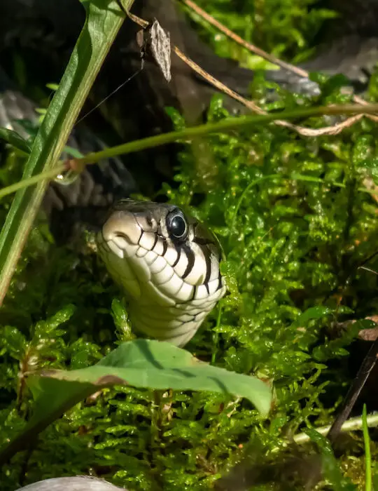 Close up shot of Black grass snake (Natrix natrix) in the forest among green grass