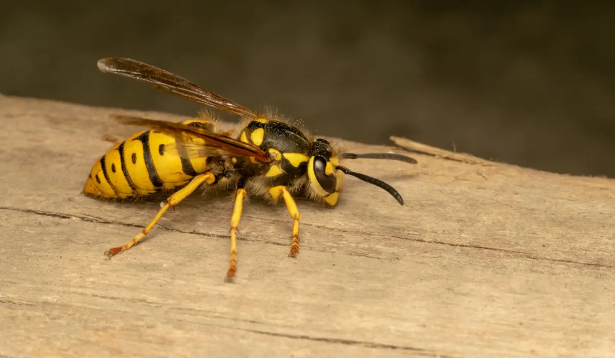 How to Get Rid of Meat Bees While Camping | Such Simple Tips ...