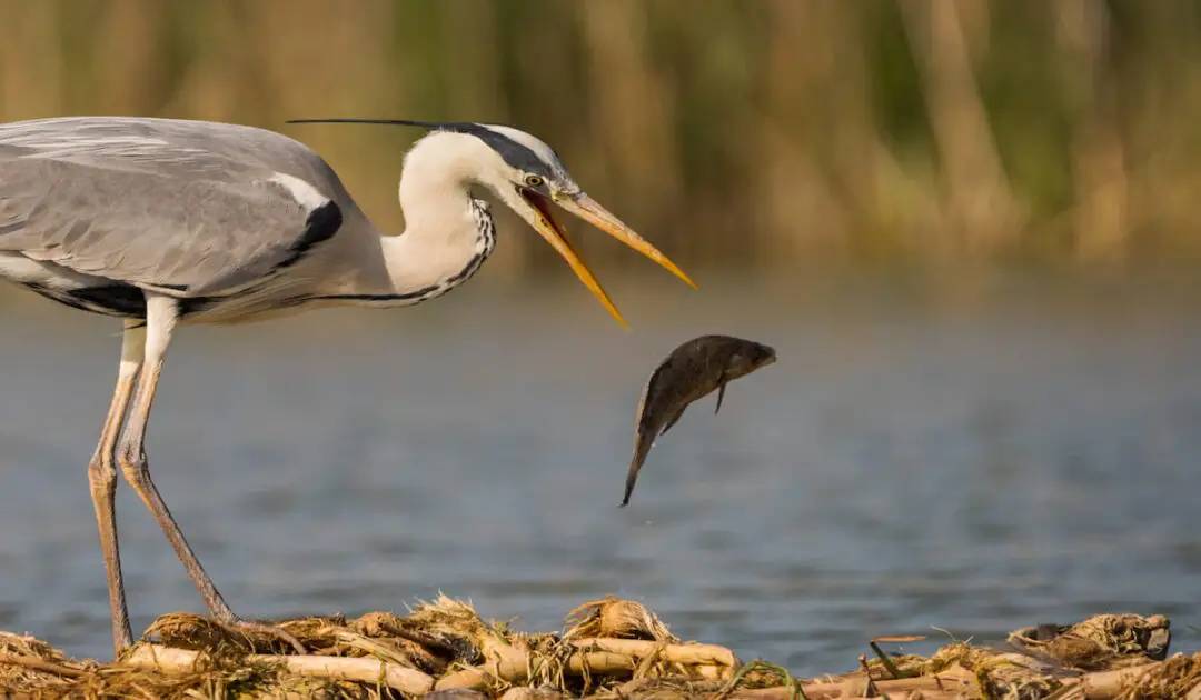 What Do Herons Eat? - Exploration Squared