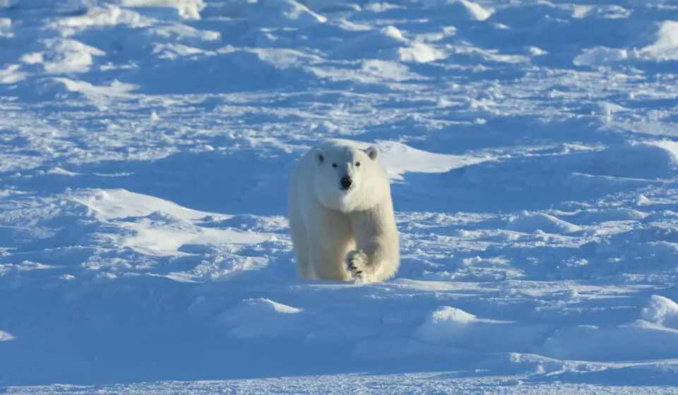 Do Polar Bears Hibernate? Amazing Adaptions to the Cold - Exploration ...