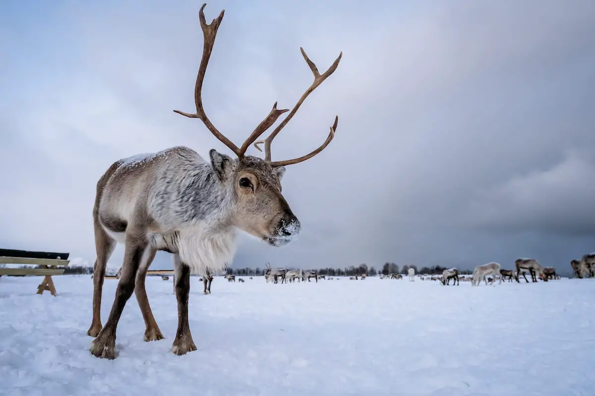 Do Reindeer Have Tails and 7 Other Fun Facts! Exploration Squared