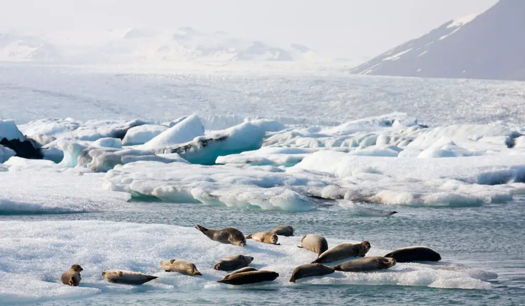 Some seals on top of an iceberg