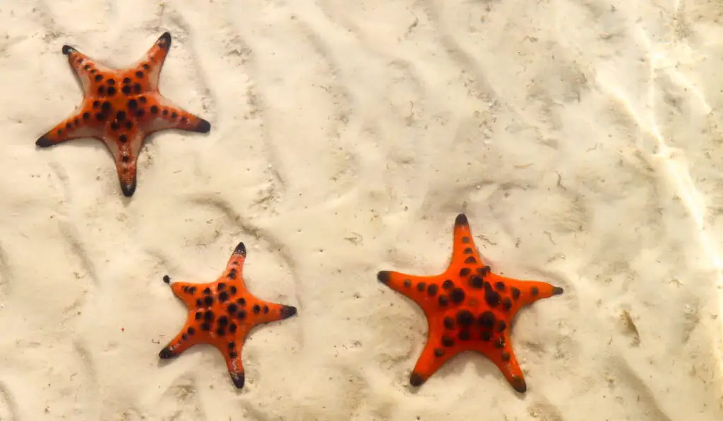 Top view of three red starfish on the white sand in the shallow water