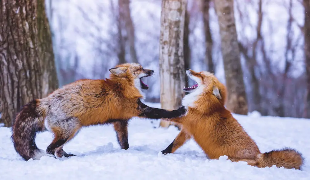 Two foxes playing in a snowy woodland