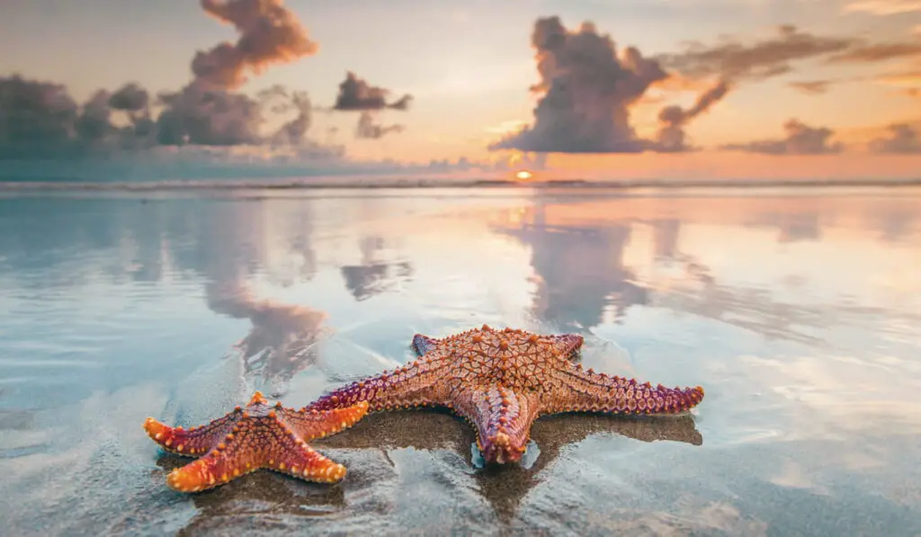 Two starfish on sea beach at sunset