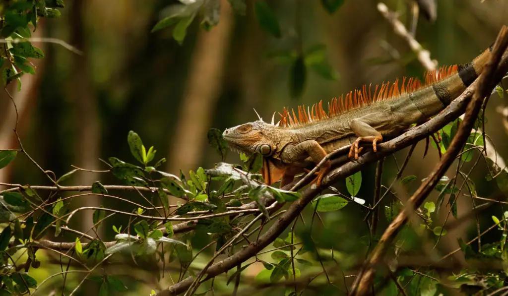Wild green iguana with spiky back lying on branch in jungle of Costa Rica