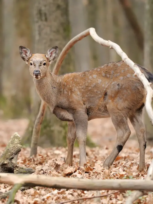 Can a Deer Survive a Broken Leg?