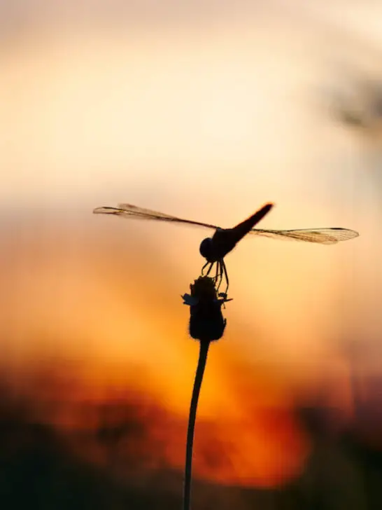 cropped-Close-up-view-of-the-dragonfly-on-a-flower-with-sunset-ee220720.jpg