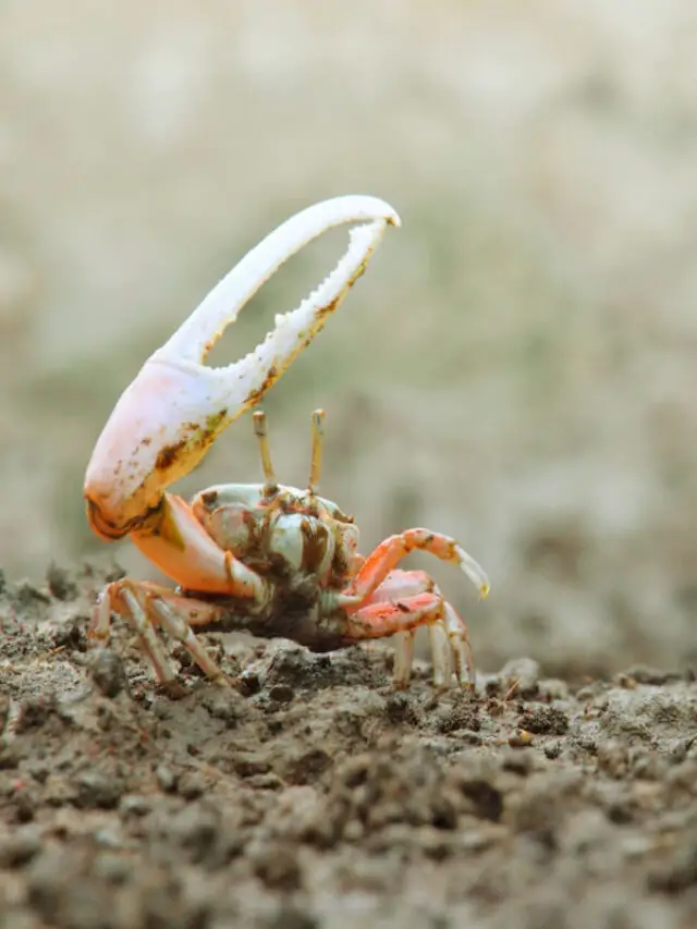 Types of Crabs in Florida - Exploration Squared