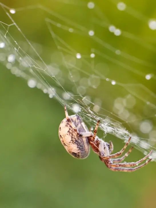 cropped-Spider-on-its-web-on-blurry-background-ee220717.jpg