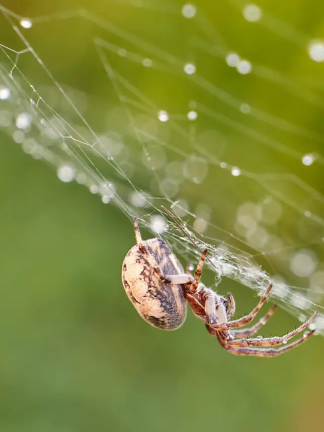 Why Spiders Wiggle Their Bums (and 7 other spider behavior facts)