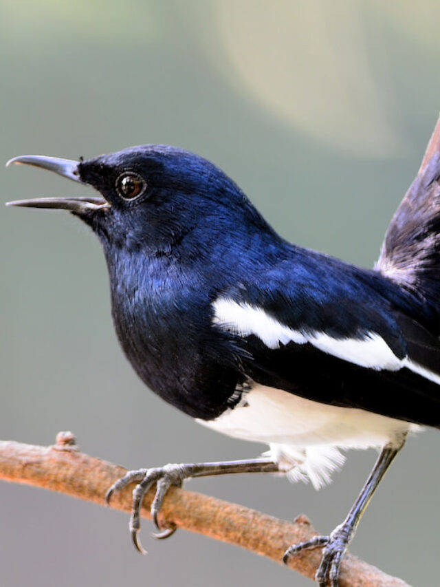21 Foods Magpies Love to Eat