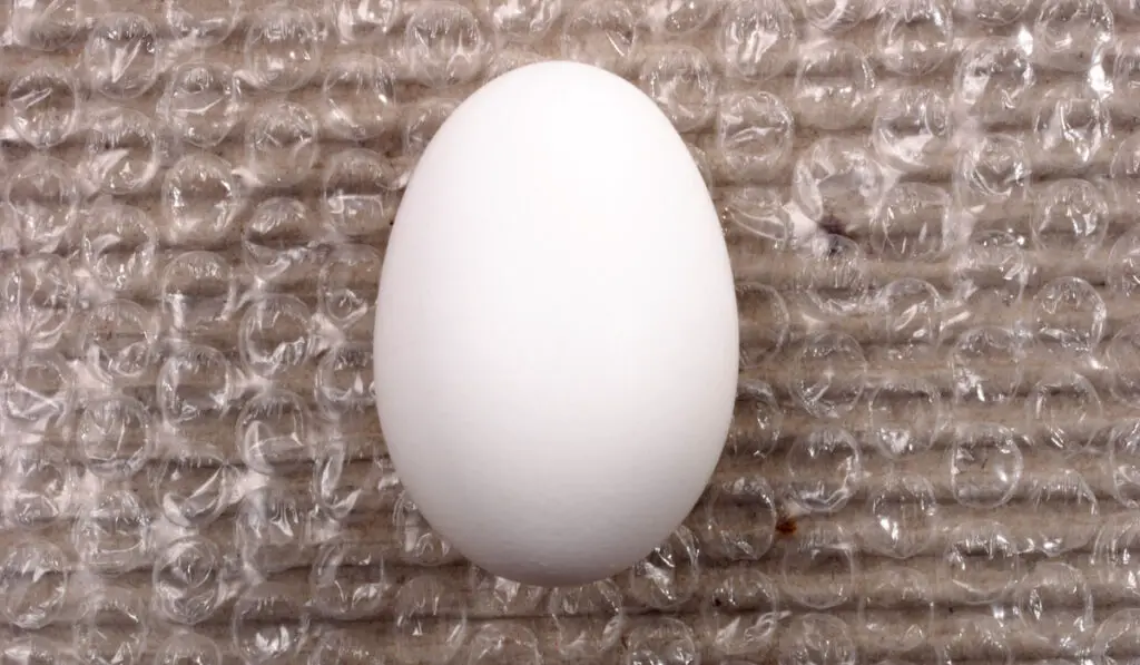 egg on bubble wrap, wrapping fragile item concept 
