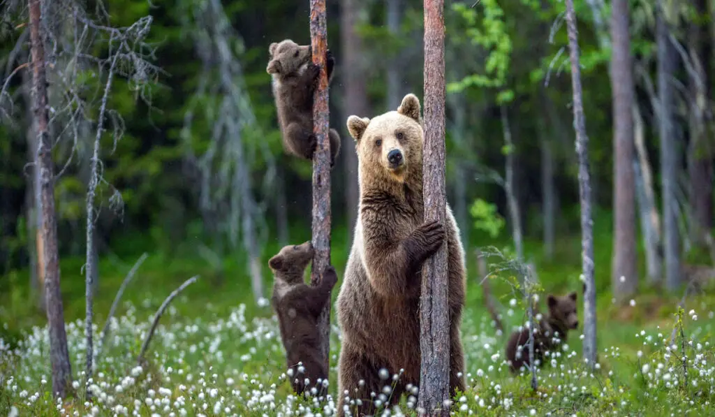family of bears in the forest 