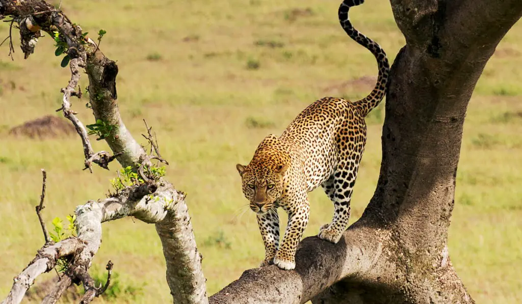 leopard on a tree 