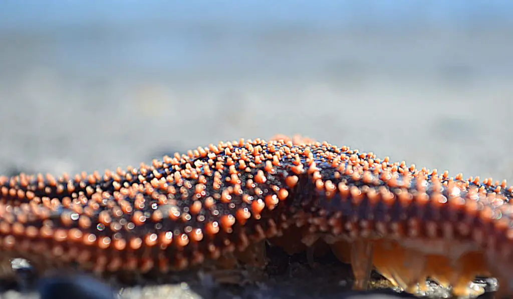 starfish close up