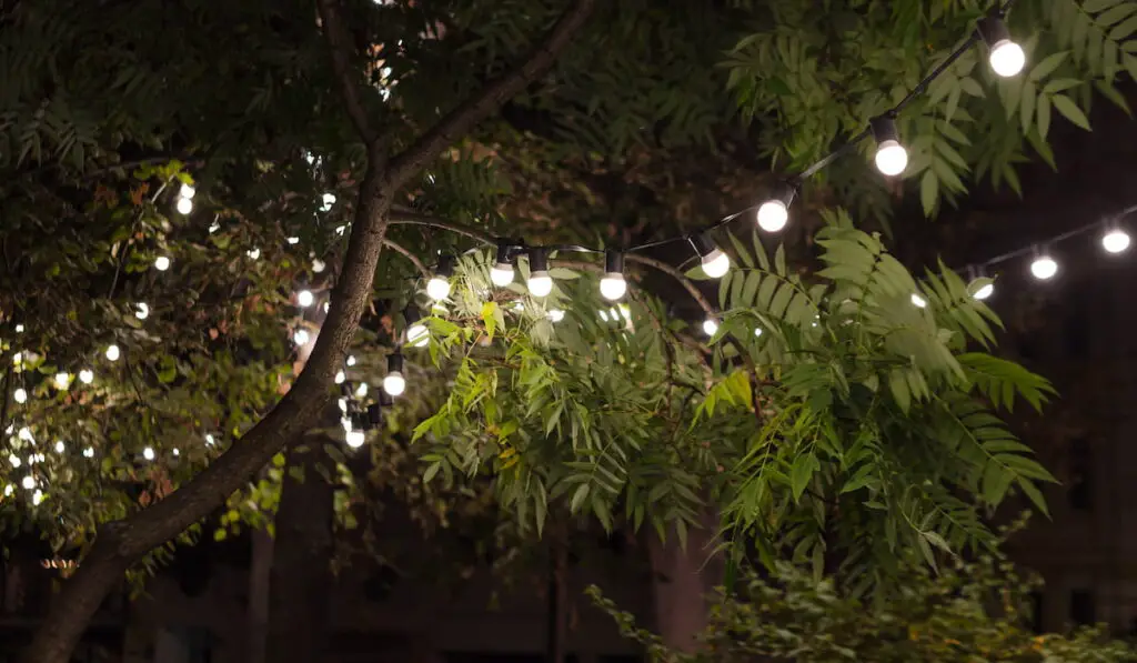 Lamp garland of light bulbs on a tree branch