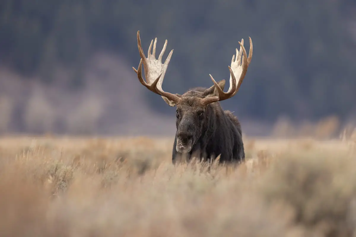 What Sound Does a Moose Make? Exploration Squared
