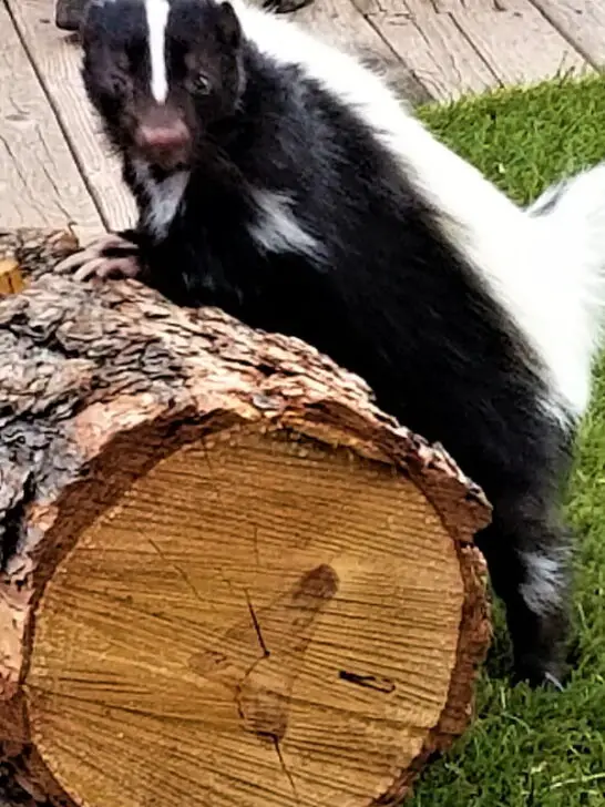 skunk on the log