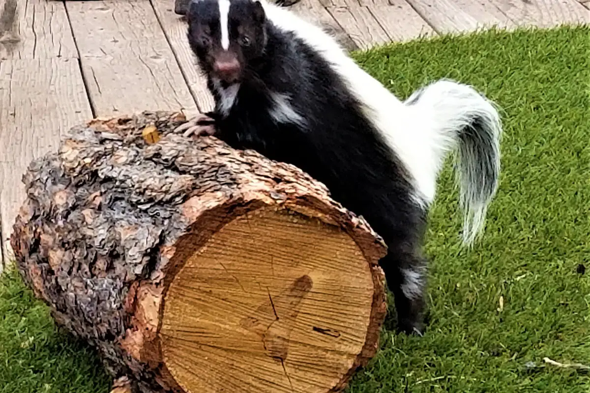 Do Skunks Attack Humans? (4 Prevention Tips!) - Exploration Squared