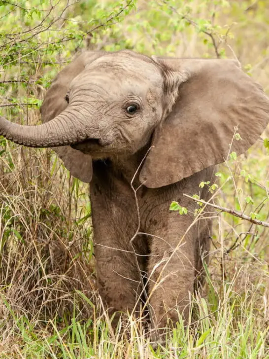 An elephant calf, Loxodonta africana, lifts its trunk while standing in greenery - ee220820