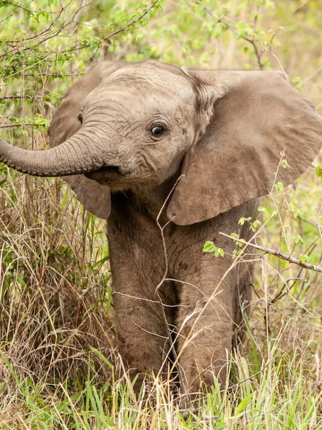 How Much Does a Baby Elephant Weigh?